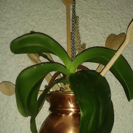 Apartma Maell 1 Appartement Most na Soči