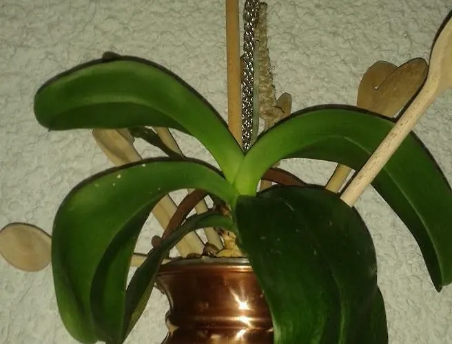 Apartma Maell 1 Lägenhet Most na Soči